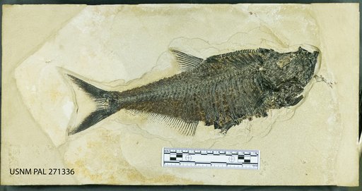 Diplomystus sp