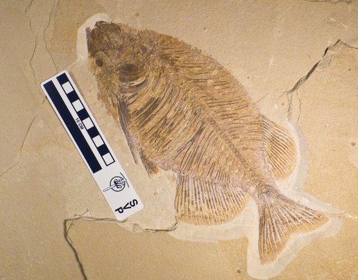 Phareodus sp