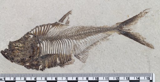 Diplomystus sp