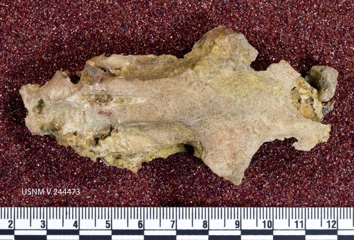 Xenacanthus sp