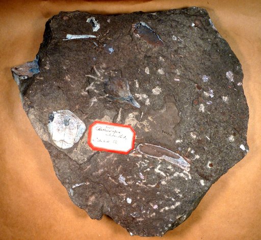 Bothriolepis nitida (Leidy)