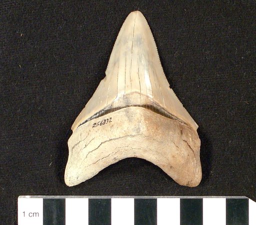 Carcharocles megalodon