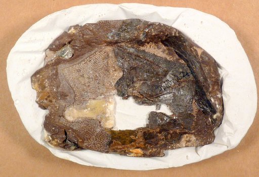 Bothriolepis virginiensis Weems et al.