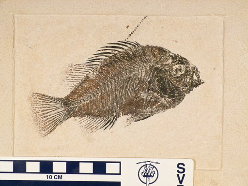Priscacara pealei Cope