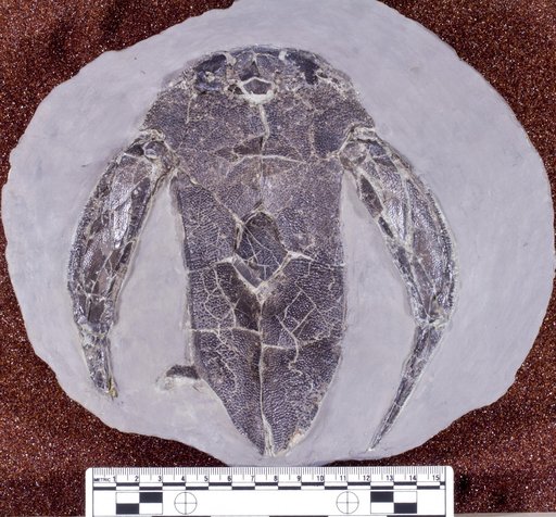 Bothriolepis canadensis (Whiteaves)