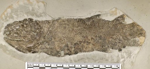 Eusthenopteron sp