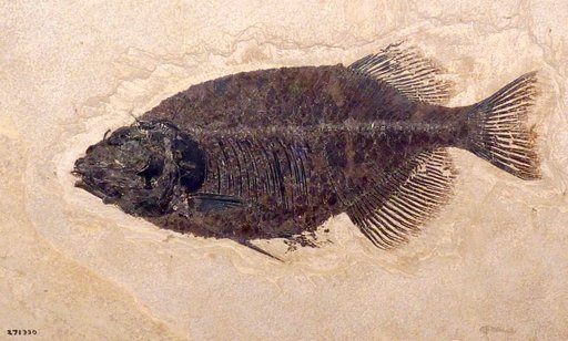 Phareodus sp