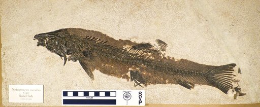 Notogoneus sp