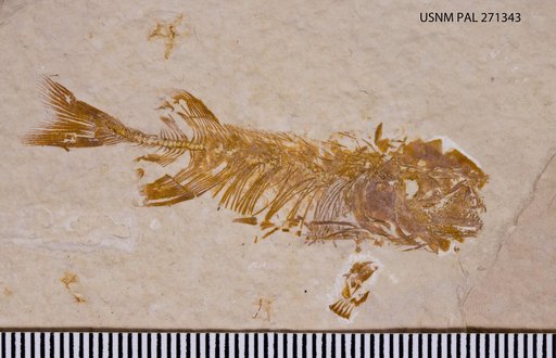 Phareodus sp
