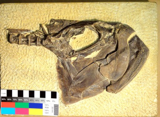 Ichthyodectes sp