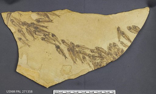 Knightia sp