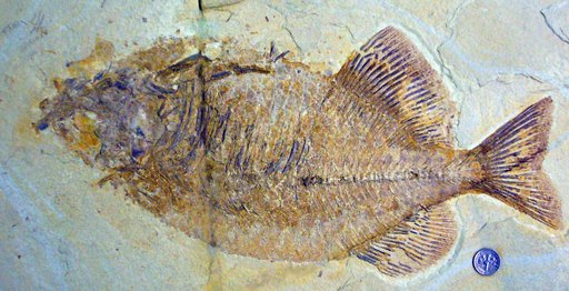 Phareodus sp