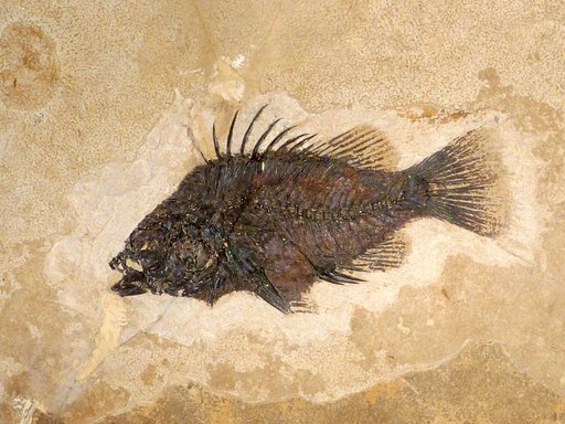 Priscacara sp