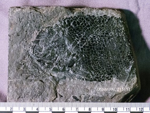 Redfieldia gracilis (Redfield)