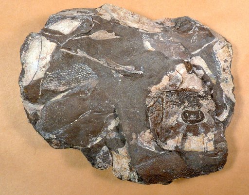 Bothriolepis nitida (Leidy)