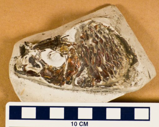 Ctenothrissa radians (Agassiz)