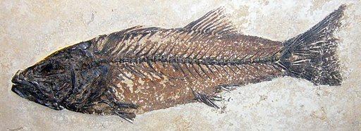 Mioplosus labracoides Cope