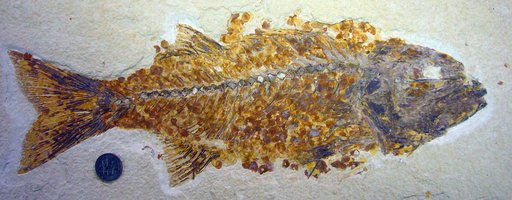 Mioplosus sp
