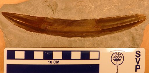 Machaeracanthus major Newberry