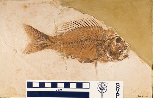 Sparnodus macropthalmus Agassiz
