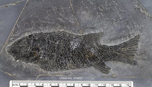 Semionotus ovatus