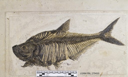 Diplomystus dentatus Cope