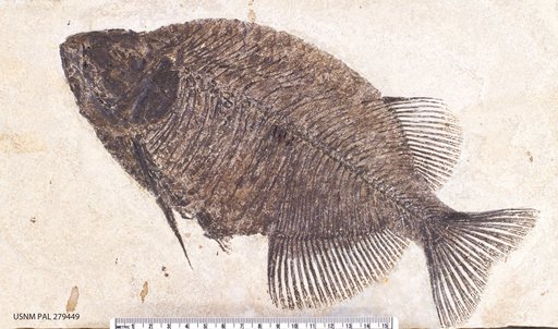 Phareodus acutus Leidy