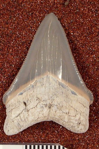 Carcharocles megalodon