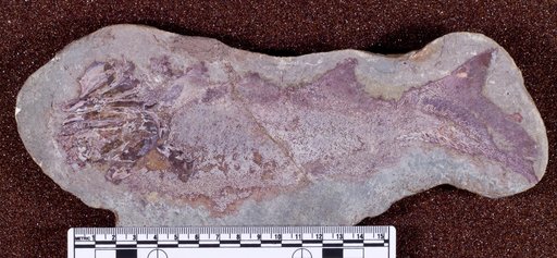 Cheirolepis trailli Agassiz