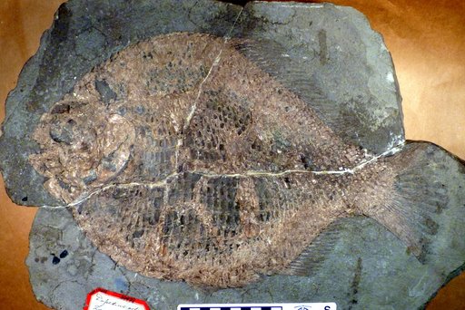 Dapedium orbis Agassiz