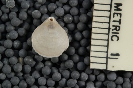 Liothyrella uva antarctica (Blochmann)