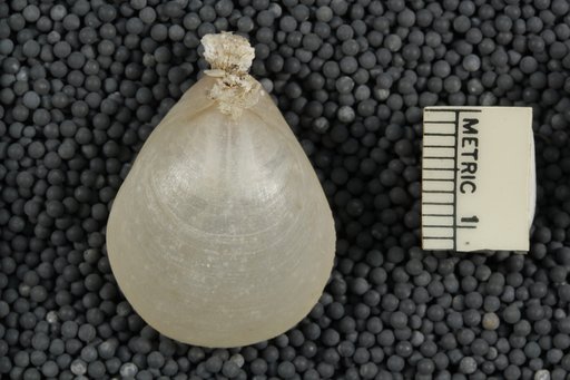 Liothyrella blochmanni Jackson