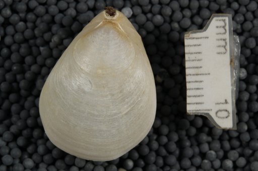 Liothyrella blochmanni Jackson