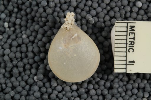 Liothyrella uva antarctica (Blochmann)