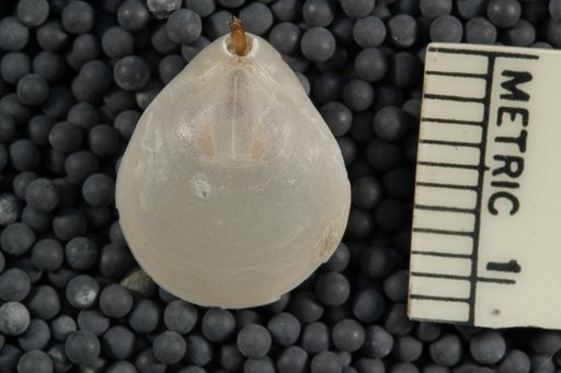 Liothyrella uva antarctica (Blochmann)
