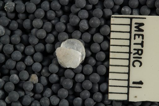 Compsothyris racovitzae (Joubin)