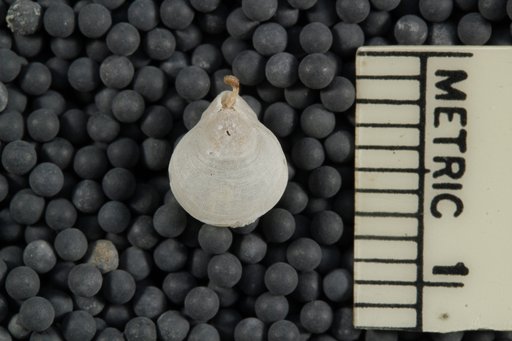 Liothyrella uva antarctica (Blochmann)