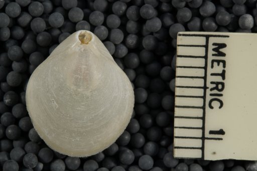 Liothyrella notorcadensis (Jackson)