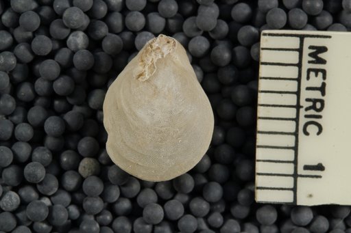 Liothyrella antarctica (Blochmann)