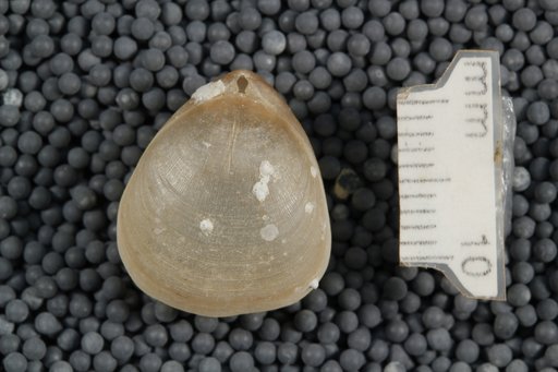 Compsothyris racovitzae (Joubin)