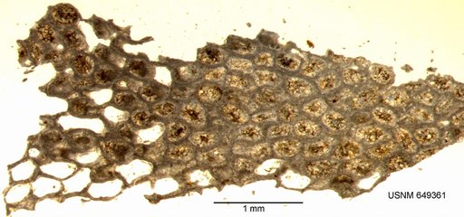 Conopeum damicornis Canu & Bassler, 1920