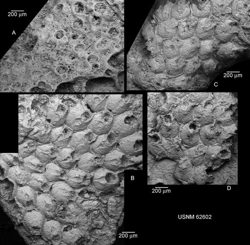 Cystisella midwayanica Canu & Bassler, 1920