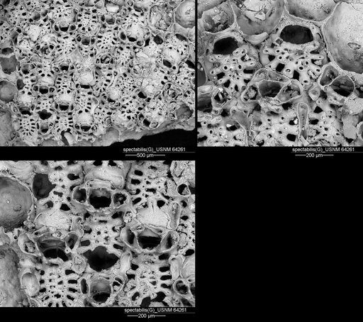 Gephyrotes spectabilis Canu & Bassler, 1920
