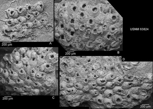 Hippoporina midwayanica Canu & Bassler, 1920