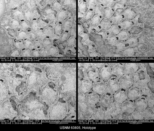 Micropora minuticella Canu & Bassler, 1920