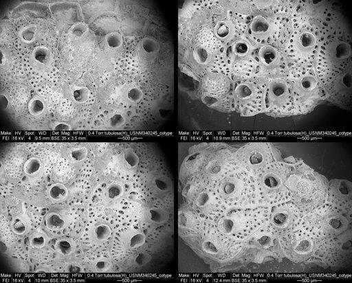 Holoporella ? tubulosa Canu & Bassler, 1928