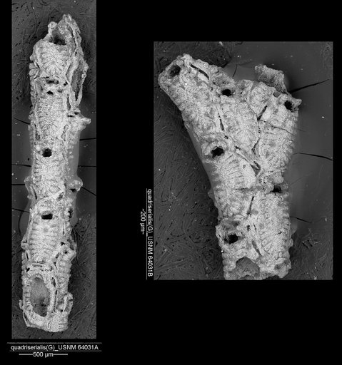 Gephyrotes quadriserialis Canu & Bassler, 1920