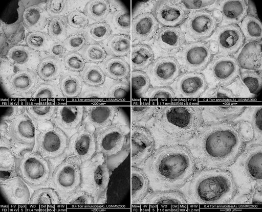 Allantopora annuloidea (Ulrich & Bassler, 1907)