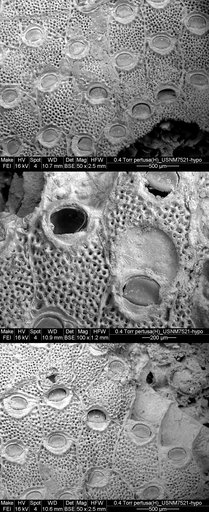 Hippodiplosia pertusa (Esper, 1794)