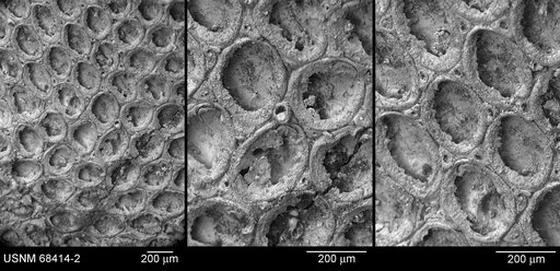 Conopeum lacroixii (Audouin, 1826)